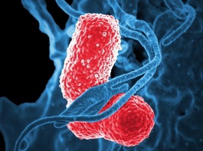 Interactions cellules hôtes-microbiotes dans le tube digestif