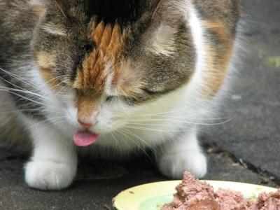 Perception sensorielle chez les animaux de compagnie : appétence et rejet
