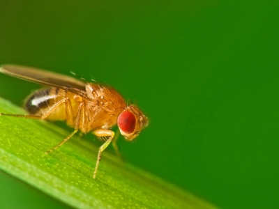 Perception sensorielle chez les insectes