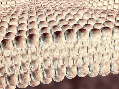 La santé humaine : composition et asymétrie des membranes cellulaires