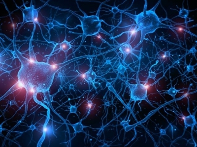 Perception Sensorielle, interactions Glie/Neurones