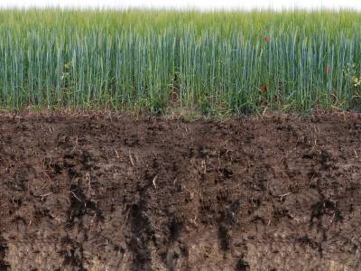 Ecologie microbienne fonctionnelle des sols : fonction d’épuration pour la dépollution des sols (phytoremédiation, bioremédiation)